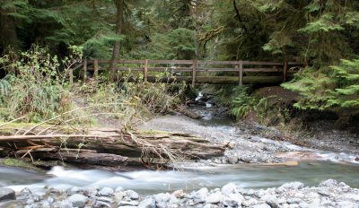 BARNES CREEK AND SURROUNDING FOREST.JPG