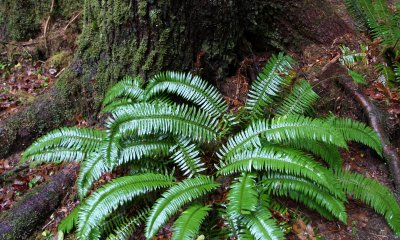 HOH RAINFOREST WA (51).JPG