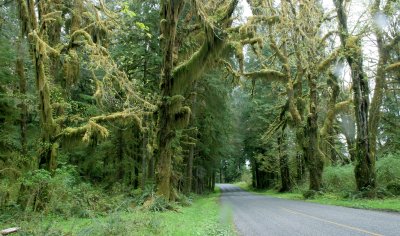 HOH RIVER VALLEY - HALL OF MOSSES (10).JPG