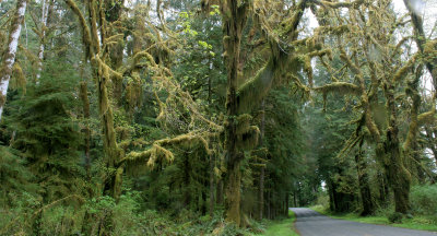 HOH RIVER VALLEY - HALL OF MOSSES (12).JPG