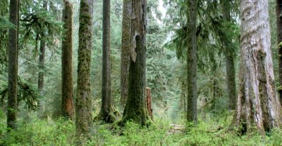 HOH RIVER VALLEY - HALL OF MOSSES (20).JPG