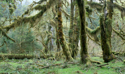HOH RIVER VALLEY - HALL OF MOSSES (26).JPG