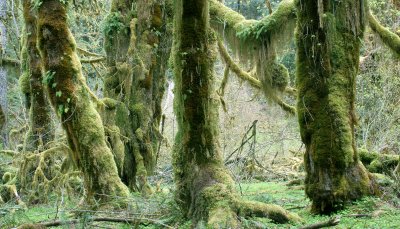 HOH RIVER VALLEY - HALL OF MOSSES (29).JPG