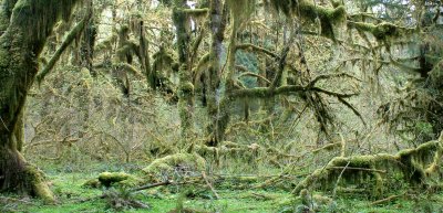 HOH RIVER VALLEY - HALL OF MOSSES (32).JPG