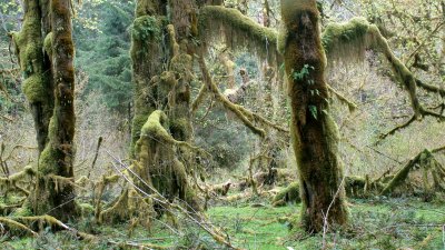 HOH RIVER VALLEY - HALL OF MOSSES (34).JPG