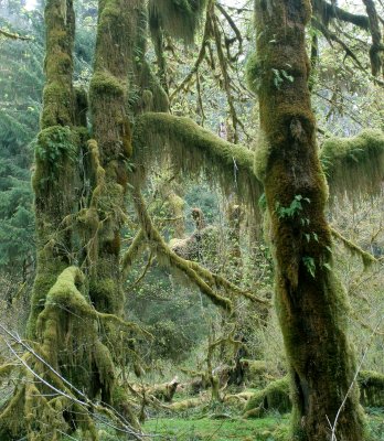 HOH RIVER VALLEY - HALL OF MOSSES (36).JPG