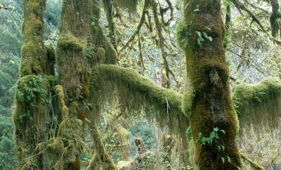 HOH RIVER VALLEY - HALL OF MOSSES (38).jpg