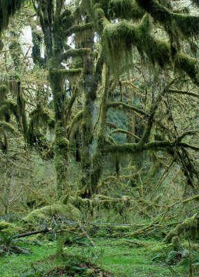 HOH RIVER VALLEY - HALL OF MOSSES (41).JPG