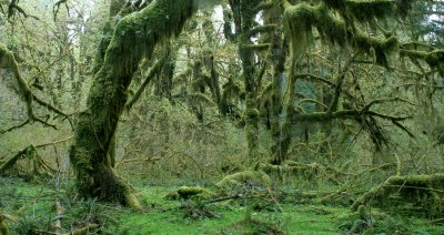 HOH RIVER VALLEY - HALL OF MOSSES (44).JPG