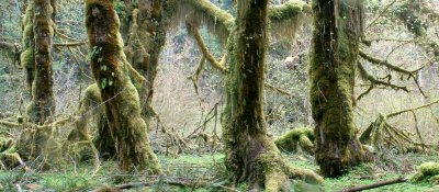 HOH RIVER VALLEY - HALL OF MOSSES (45).JPG