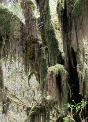 HOH RIVER VALLEY - HALL OF MOSSES (54).JPG
