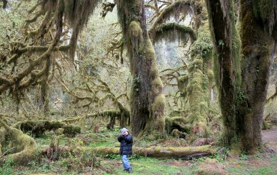 HOH RIVER VALLEY - HALL OF MOSSES (57).JPG