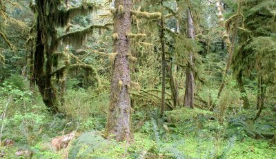HOH RIVER VALLEY - HALL OF MOSSES (8).JPG