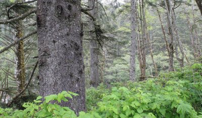 SITKA SPRUCE FOREST - WEST END