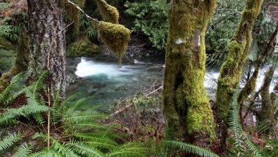 OLYMPIC HOTSPRINGS TRAIL - TRIBUTARY RIVER IN ELWHA WATERSHED (7).JPG