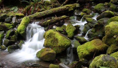 SOL DUC FALLS AND FOREST - ONP WA (82).JPG