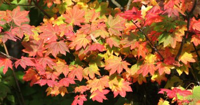 ACERACEAE - ACER CIRCINATUM - VINE MAPLE - SAPPHO WA (3).JPG