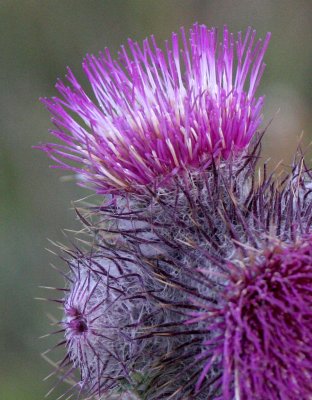 ASTERACEAE - CIRSIUM EDULE - INDIAN THISTLE - OBSTRUCTION POINT ROAD - ONP (2).JPG