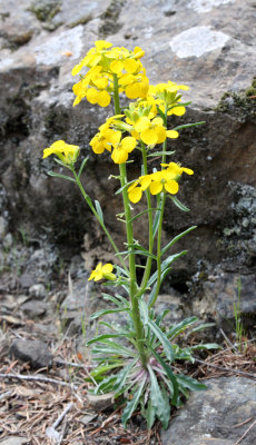 BRASSICACEAE - ERYSIMUM CAPITATUM - WESTERN WALLFLOWER - SPRUCE RAILROAD TRAIL - ONP (4).JPG