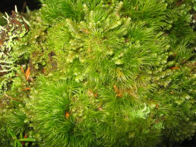 BRYOPHYTA - HOOKERIA LUCENS - CLEAR MOSS - WITH HEPATOPHYTA SPECIES AND SOME OTHER MOSS (2).jpg