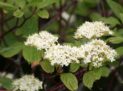 CORNACEAE - CORNUS STOLONIFERA - RED-OSIER DOGWOOD - ELWHA RIVER MOUTH TRAILS (3).JPG