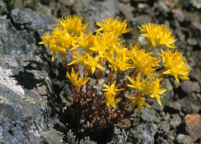 CRASSULACEAE - SEDUM LANCEOLATUM - LARGE-LEAVED STONECROP - DEER PARK TRAIL.jpg