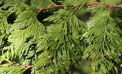 CUPRESSACEAE - THUJA PLICATA - WESTERN REDCEDAR - DUNGENESS RIVER WATERSHED - SEQUIM WA.JPG