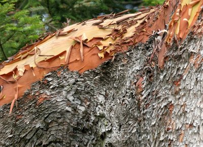 ERICACEAE - ARBUTUS MENZIESII - MADRONE - LAKE FARM TRAILS (2).JPG