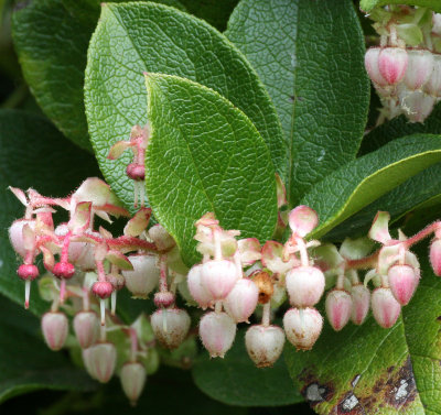 ERICACEAE - GAULTHERIA OVATIFOLIA - SALAL - ELWHA RIVER MOUTH TRAILS (2).JPG