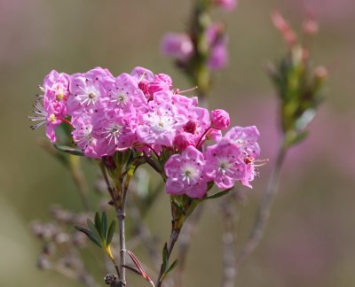 ERICACEAE - KALMIA MICROPHYLLA - WESTERN BOG OR SWAMP LAUREL - WEST END OF OP - NEAR HOH RIVER EXIT (2).JPG