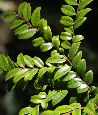 ERICACEAE - VACCINIUM OVATUM - EVERGREEN HUCKLEBERRY - BEACH FOUR ONP.JPG