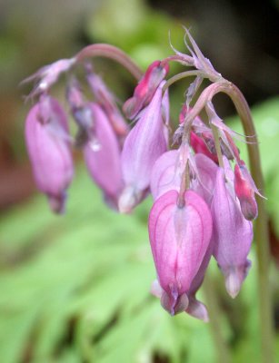 FUMARIACEAE - DICENTRA FORMOSA - PACIFIC BLEEDING-HEART - LAKE FARM TRAILS - FUMITORY FAMILY (6).JPG