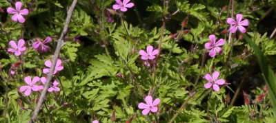 GERINIACEAE -GERANIUM ROBERTIANUM - HERB-ROBERT OR STINKY BOB - ELWHA RIVER TRAIL WA (2).JPG