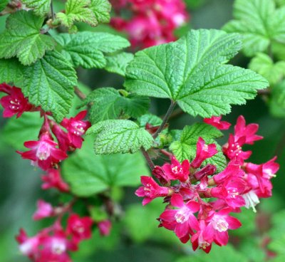 GROSSULARIACEAE - RIBES SANGUINEUM - RED FLOWERING CURRENT - ELWHA RIVER MOUTH TRAIL WA (2).JPG