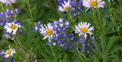 LEGUMINOSEAE - LUPINUS LATIFOLIUS - BROAD-LEAF LUPINE - AND OLYMPIC ASTER - OLYMPIC NATIONAL PARK  (3).JPG