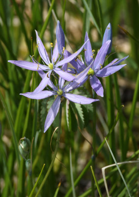 LILIACEAE - CAMASSIA QUAMASH - COMMON CAMAS - WEST END OF OP - NEAR HOH RIVER (10).JPG