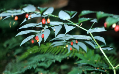 LILIACEAE - DISPORUM HOOKERI - HOOKERS FAIRYBELLS - MARYMERE FALLS TRAIL.jpg