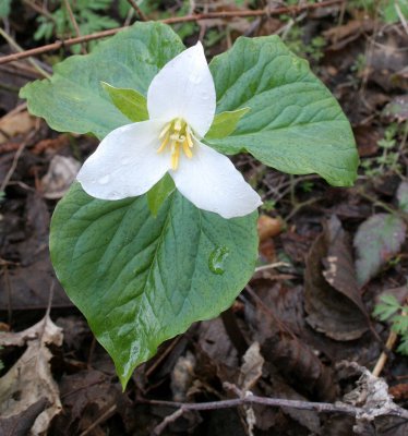 LILIACEAE - TRILLIUM OVATUM - WESTERN TRILLIUM - ONP (5).JPG