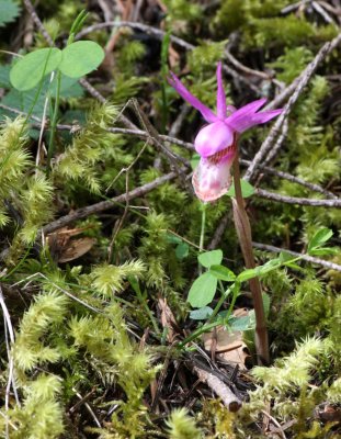 ORCHIDACEAE - CALYPSO BULBOSA - CALYPSO ORCHID OR FAIRYSLIPPER ORCHID - WHISKEY BEND TRAIL - ELWHA VALLEY WA.JPG