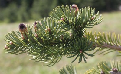 PINACEA - ABIES LASIOCARPA - SUBALPINE FIR - HURRICANE RIDGE ONP (4).jpg