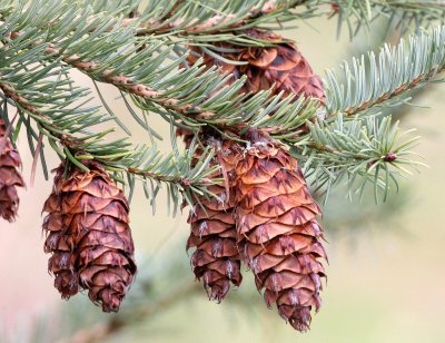 PINACEAE - PSUEDOTSUGA MENZIESII -DOUGLAS FIR GROVE -  LAKE FARM WOODS.JPG