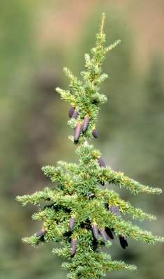 PINACEAE - TSUGA MERTENSIANA - MOUNTAIN HEMLOCK - RIDGE ROAD ONP (2).jpg