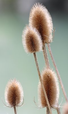 DIPSACACEAE - Dipsacus sylvestris - COMMON TEASEL - ELWHA RIVER MOUTH TRAILS (4).JPG