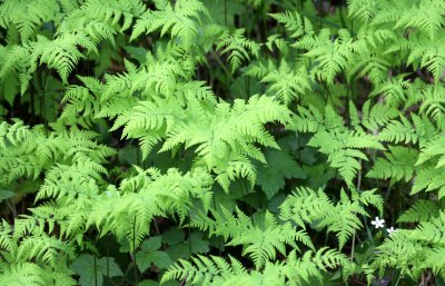 PTERIDOPHYTA - GYMNOCARPIUM DRYOPTERIS - OAK FERN - BEACH FOUR - ONP (2).JPG