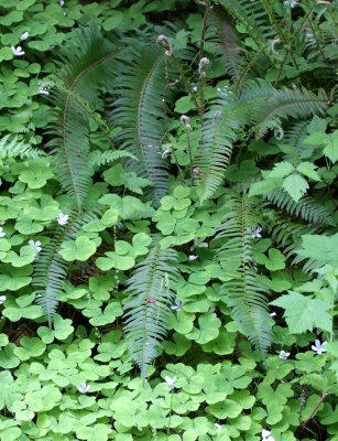 PTERIDOPHYTA - POLYSTICHIUM MUNITUM - SWORD FERN - WITH OXALIS - BEACH FOUR - ONP.JPG