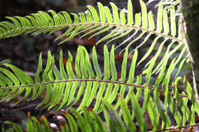 PTERIDOPHYTA - POLYTSTICHIUM MUNITUM - SWORD FERN - LAKE FARM TRAILS (2).JPG