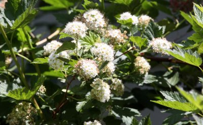 ROSACEAE - PHYSOCARPUS CAPITATUS - PACIFIC NINEBARK - SEQUIM WA.JPG