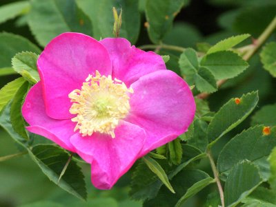 ROSACEAE - ROSA NUTKANA - ROSE SPECIES - NOOTKA WILD ROSE - ELWHA RIVER MOUTH TRAILS.JPG