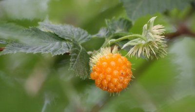 ROSACEAE - RUBUS SPECTABILIS - SALMON BERRY - COTTONWOOD CAMPGROUND - WEST END ON HOH (5).JPG
