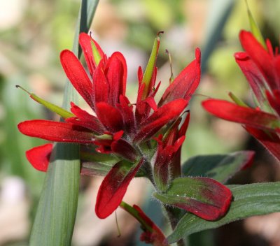 SCROPHULARIACEAE - CASTILLEJA MINIATA - SCARLET INDIAN PAINTBRUSH - CASTELLEJA SPECIES - LAKE FARM TRAILS WA (3).JPG